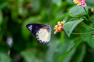 Wall Mural - Butterfly on Zinnia flower in garden, 