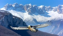 A Majestic Bearded Vulture Soars With Outstretched Wings Against The Stunning Backdrop Of Snow-covered Peaks