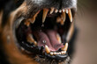 Closeup of mouth of aggressive dog barking. Rabies virus infection concept.