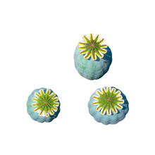 Close-up Of Three Green Poppy Seed Heads With Distinct Stigmatic Rays.