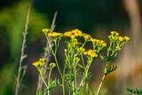 Fototapeta Tęcza - kwiaty na łące 