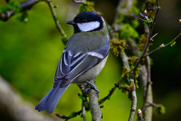 Poster - Kohlmeise // Great tit (Parus major)