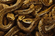Numerous Snakes Entangled In A Heap, Coiled On Top Of Each Other.