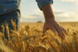 Man touches the wheat with his hand. The concept of farming and union with nature