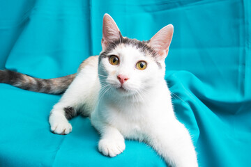 Wall Mural - Funny White Kitten at home, portrait closeup