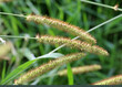 Setaria grows in the field.