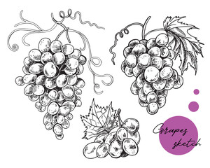 Wall Mural - Hand Drawn Engraving Pen and Ink Grapes Collection Vintage Vector Illustration. Sketch line bunches. For menu,design for bar, restaurant, packaging