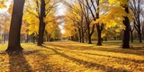 Fototapeta Nowy Jork - beautiful autumn park Generative AI