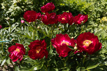 Wall Mural - Herbaceous peonies Chervonnyj Oksamit in flowers. Red peony oscamite