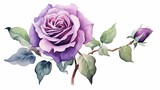 Fototapeta Dziecięca - Watercolor purple flower clipart illustration and rose floral branch with green leaves on white background