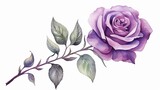 Fototapeta Dziecięca - Watercolor purple flower clipart illustration and rose floral branch with green leaves on white background