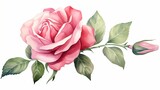 Fototapeta Dziecięca - Watercolor pink rose flower clipart illustration and rose floral branch with green leaves on white background