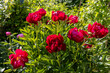 Herbaceous peonies Chervonnyj Oksamit in flowers. Red peony oscamite