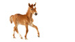 Studio photo of a chestnut warm-blooded foal trotting on a white background