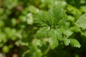 Wall Mural - farming fresh organic coriander plant close up of herbs. home garden vegetable food flora leaf