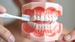 Hands holding toothbrush over teeth model, demonstrating dental care tips