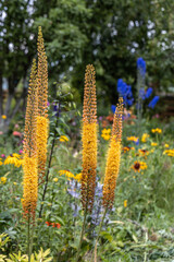 Wall Mural - Eremurus Cleopatra Foxtail Lily in flowers garden