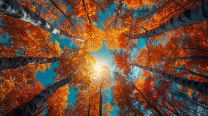 Poster - Forest trees - crowns of leaves against the sky