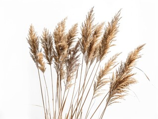 ears of wheat on a white background