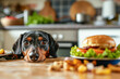 Eager dachshund dog with big eyes fixated on a juicy burger on a kitchen table, embodying anticipation.