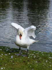 Sticker - Cygne qui bat des ailes