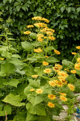 Wall Mural - Bright yellow Inula hookeri flowers