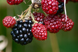 Fototapeta Desenie - black thistle fruit on the bush