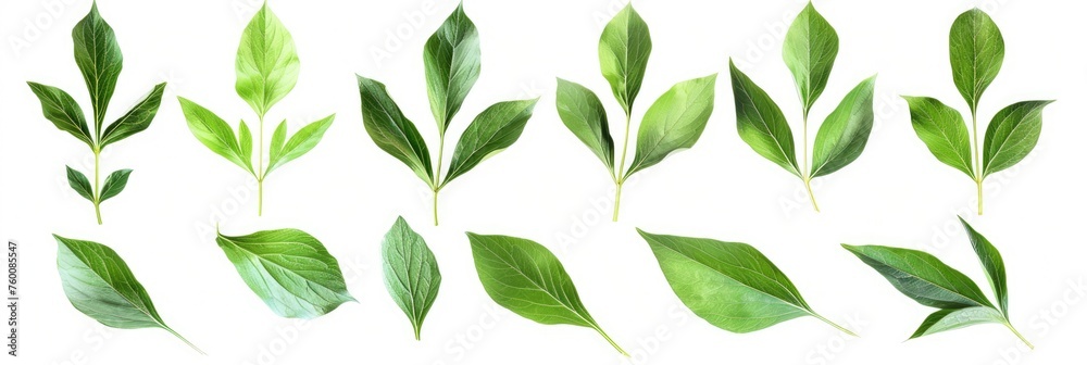 Beautiful Collage of Fresh Green Peony Leaves on White Background ...