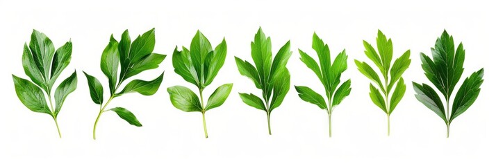 Beautiful Botanical Collection of Green Peony Leaves on White Background - Arrangement of Tree Branch and Collage of Colors