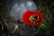 Red poppy flower in the desert on a sunny day. Selective focus.