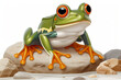 cartoon frog standing on a rock