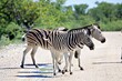 Wilde Zebras