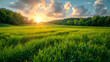 Beautiful sunset over a green grass field, ideal for nature backgrounds