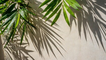 Wall Mural - tranquil bamboo background with shadows on a plain wall