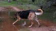 Exploring Nature: German Shepherd Dog Wading in Forest River