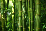 Fototapeta Dziecięca - Bamboo forest background, bamboo wallpaper, forest background, nature background