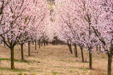 Fototapeta  - Almond orchard in bloom, Hustopece village, Czech