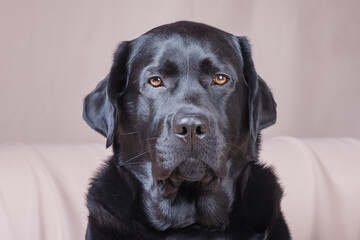 Wall Mural - Portrait of a black adult dog. Labrador retriever on a beige background. A pet, an animal.