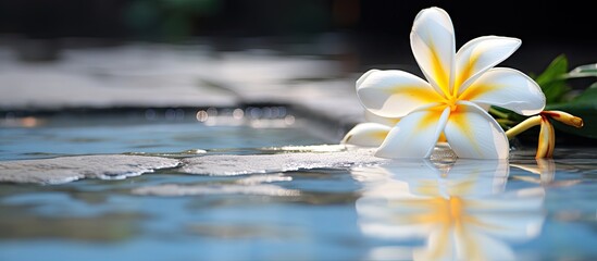 Canvas Print - Tranquil White Flower Gracefully Resting on Serene Pool Water Surface