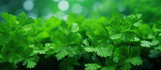 Poster - Fresh Green Parsley Leaves Pile on White Background for Culinary Cooking Concept