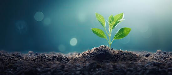 Canvas Print - Vibrant Green Plant Thriving in Fresh Soil, Symbol of Growth and Renewal