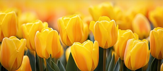 Canvas Print - Vibrant Yellow Tulips Blooming in the Spring Garden with Lush Greenery