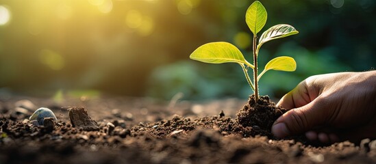 Poster - Caring for Nature: Hand Planting a Green Seedling in Fresh Soil with Gentle Care