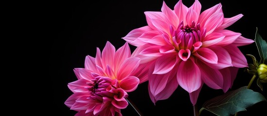 Poster - Vibrant Pink Dahl Flowers Blossoming Against Moody Black Background