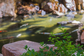 Wall Mural - Сlose-up view of a bush with green leaves against the blurred background of a mountain river with swimming fish. 