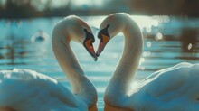Two Swans Make Heart Shape Love On Lake