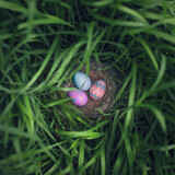 Fototapeta  - Nest of colorful Easter Eggs hidden tall grass found during Easter Egg hunt search.