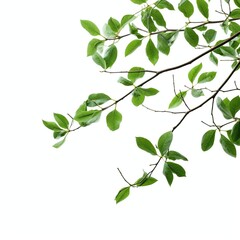 Wall Mural - green leaves isolated on white