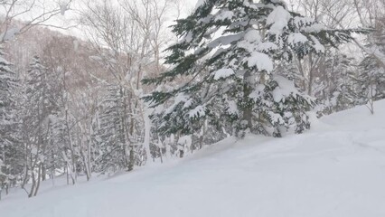 Wall Mural - slow motion skiing under a large fir tree in snowy winter landscape. skier pov