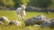 A baby goat playfully jumping from rock to rock in a green pasture